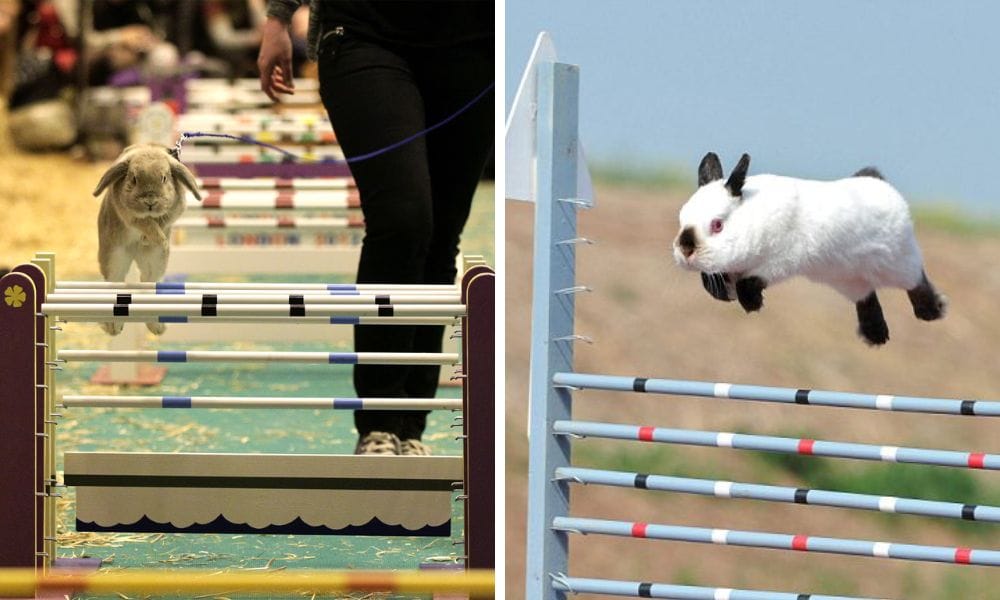 Jumping rabbits
