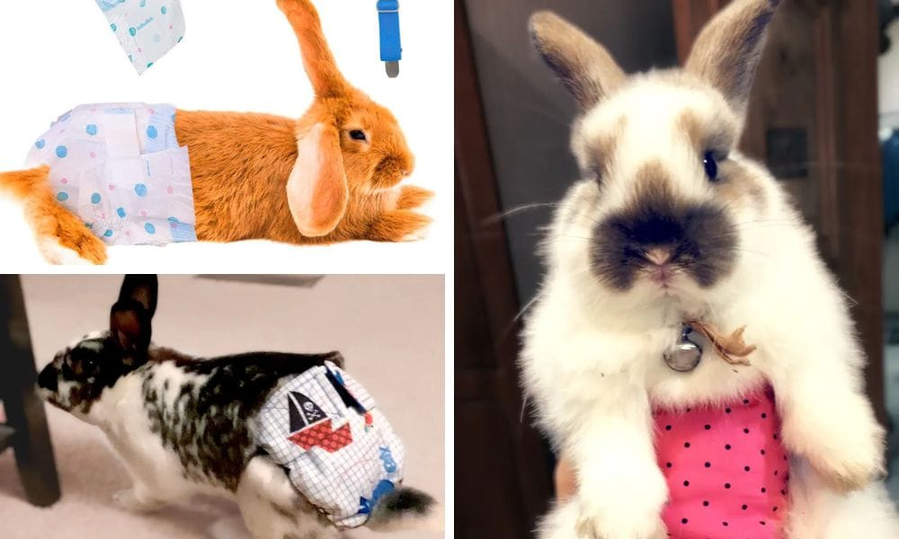 Top 3 Rabbit Diapers That Will Change Your Bunny's Life!