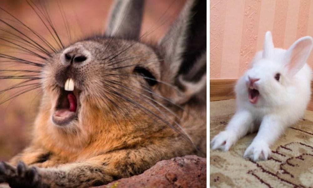 Two bunnies yawning