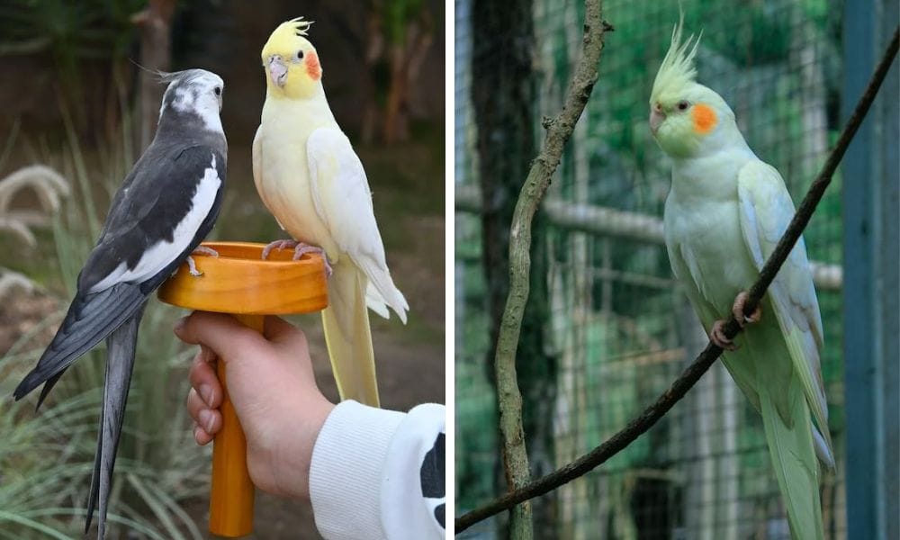 lutino cockatiel and two other mutations