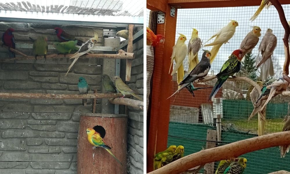 cockatiels with other birds