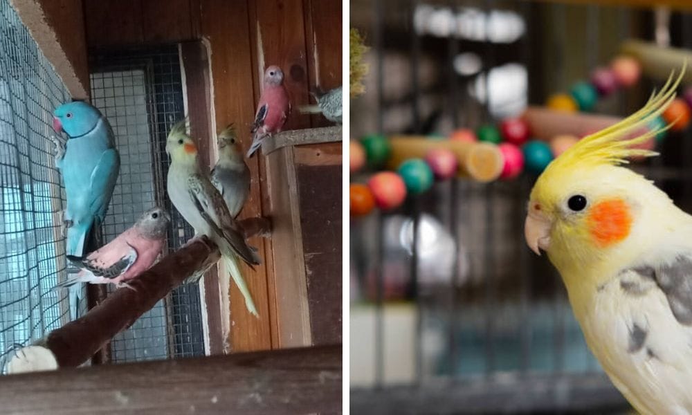 cockatiel mutation with other birds