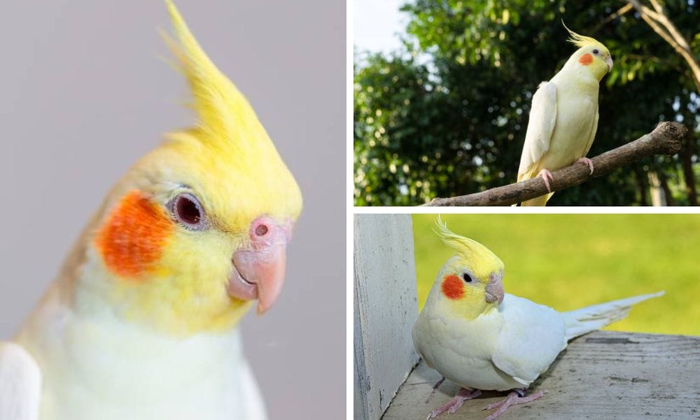 A Close Look at the Vibrant Yellow Feathers of Yellow Cockatiel