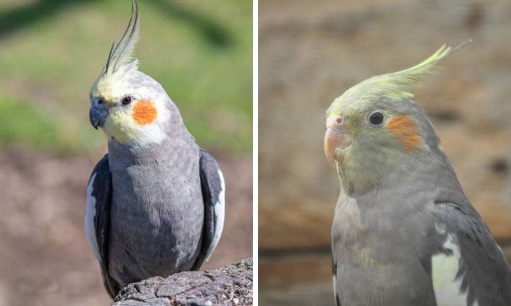 Male and Female Wild Cockatiel Bird