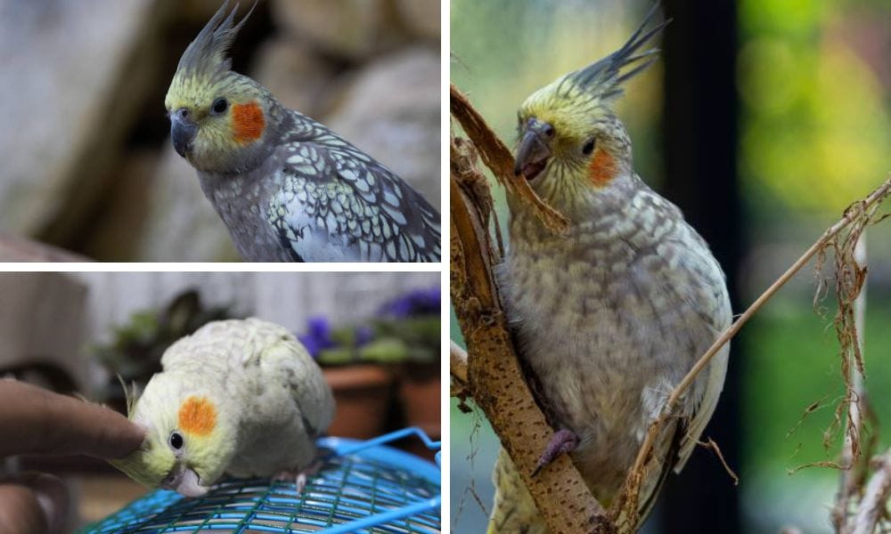 Understanding the Unique Traits of a Pearl Cockatiel: A Guide
