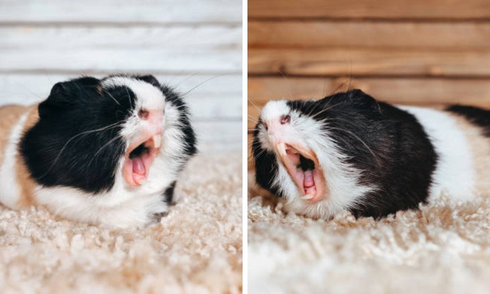 the molars are a guinea pig's back teeth