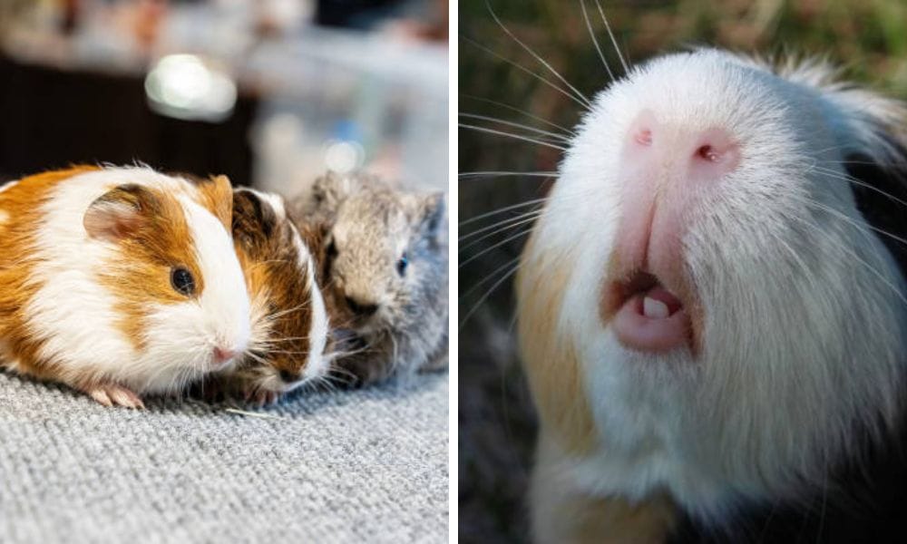 Their teeth continuously grow