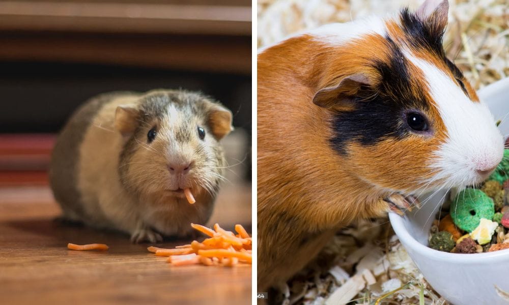 keep your guinea pig's teeth short