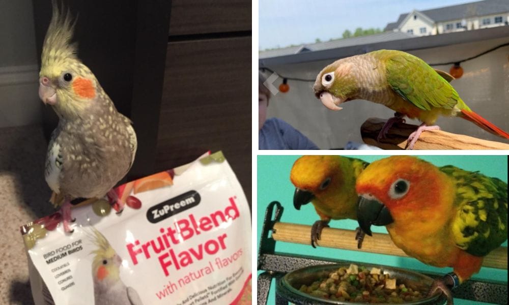 Daily Bird Food for Parrots Nutritionally Balanced Fruit Bird Pellet