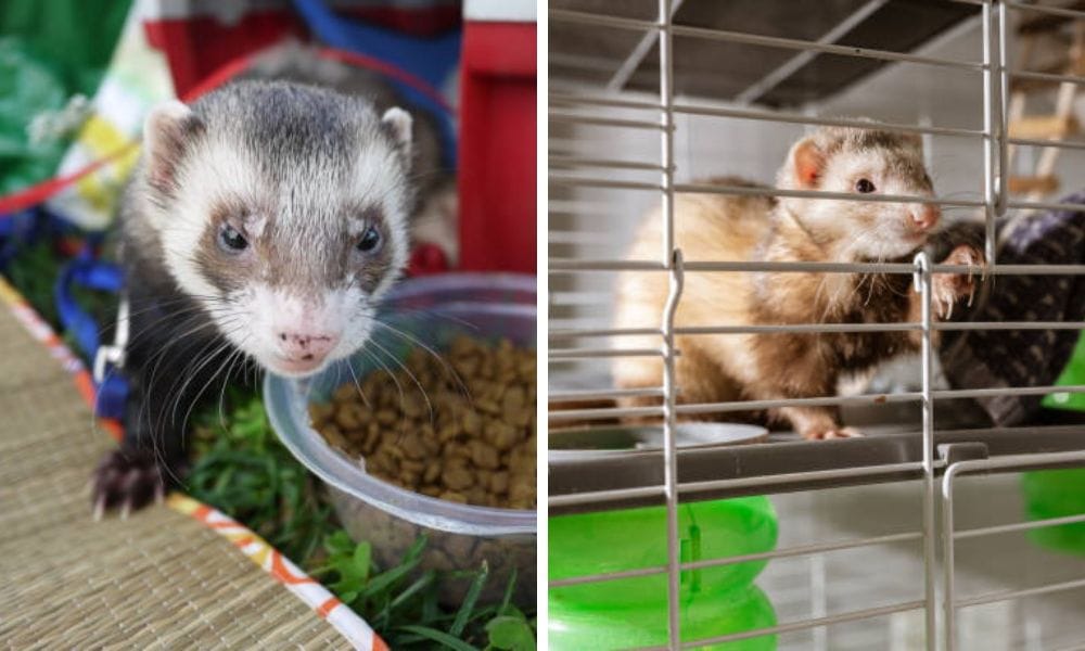 ferret healthy nutrition