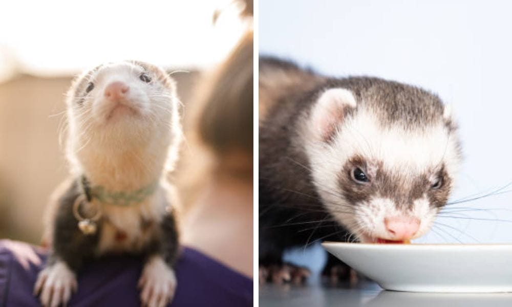 ferret healthy nutrition
