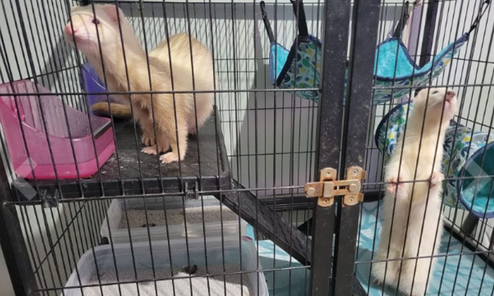Even picky ferrets love ZuPreem Premium Food