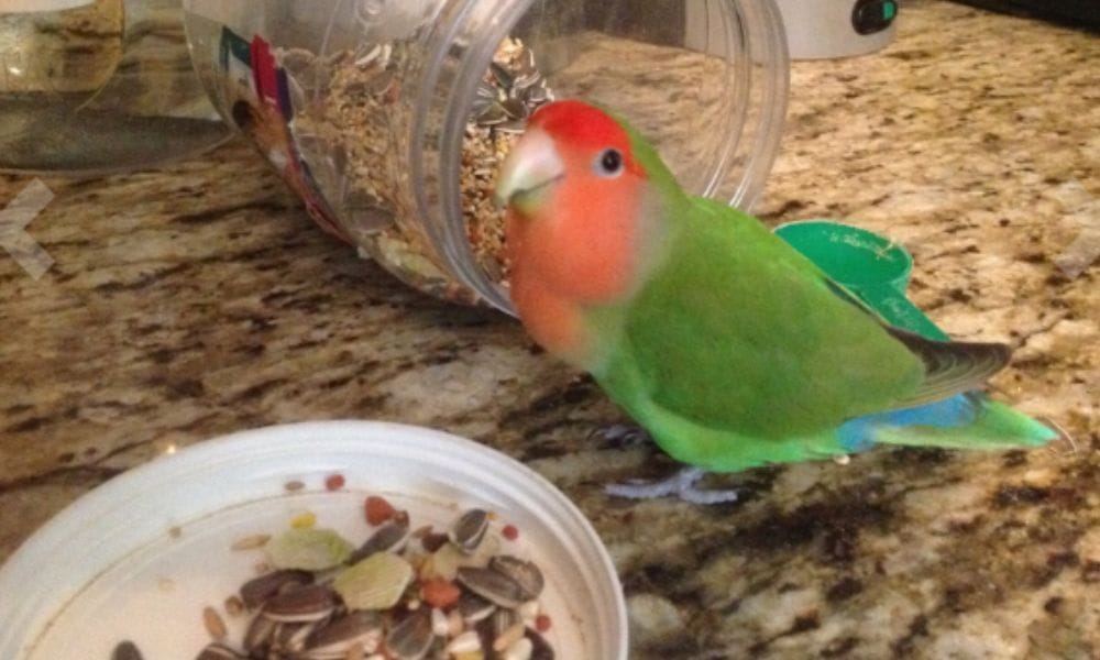 They like eat seeds