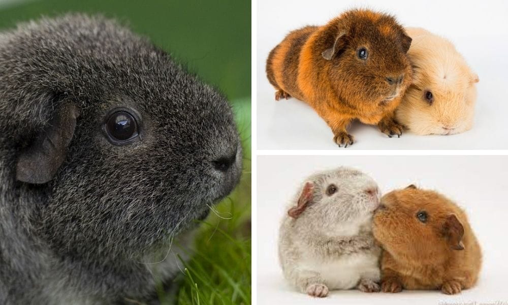 The Curly Charm of Rex Guinea Pig: An In-Depth Guide For Your Piggie