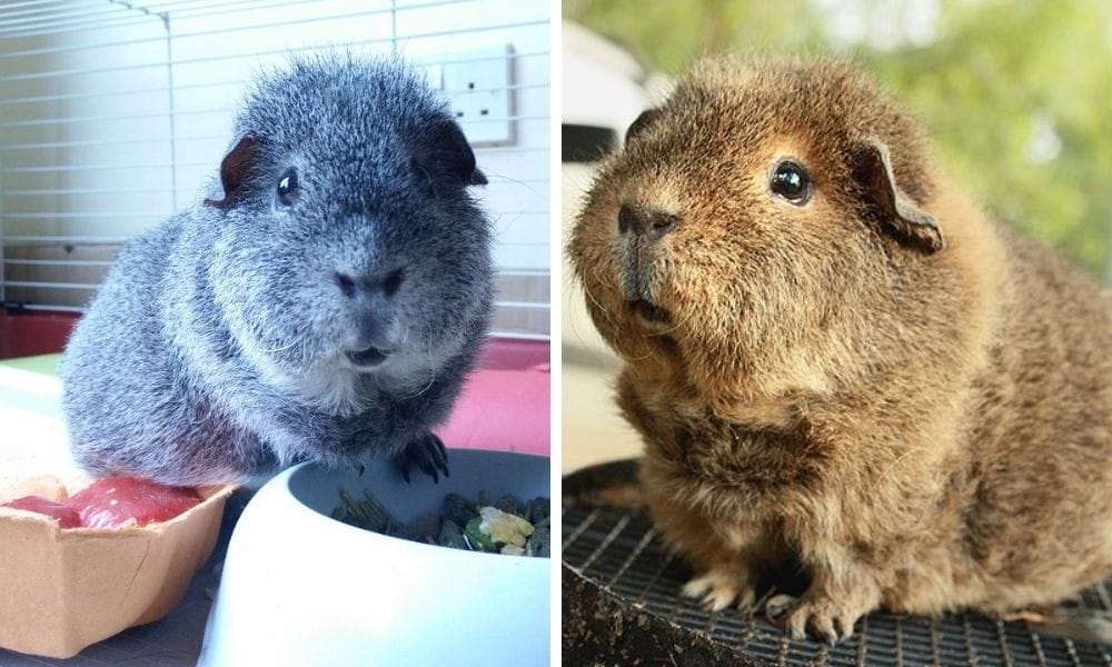 The Curly Charm of Rex Guinea Pig: An In-Depth Guide For Your Piggie