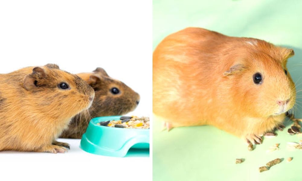 Easy Guinea Pig Treats You Can Make At Home For Your Hairy Pet