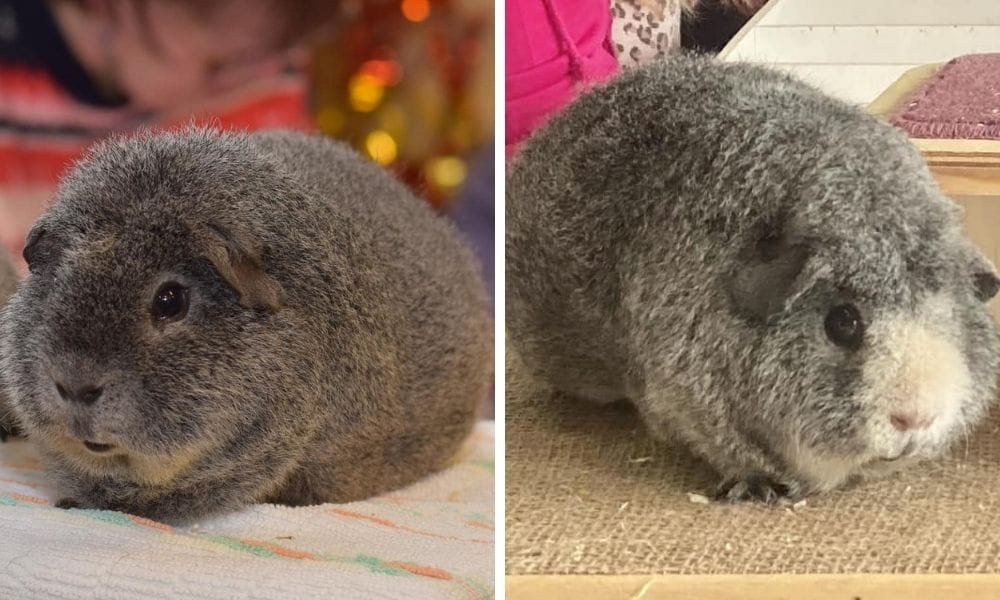The Curly Charm of Rex Guinea Pig: An In-Depth Guide For Your Piggie