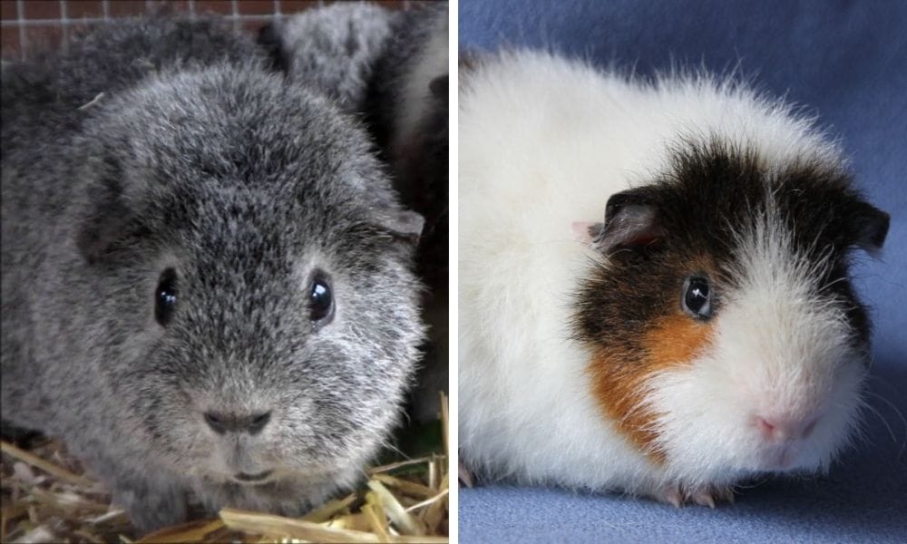 The Curly Charm of Rex Guinea Pig: An In-Depth Guide For Your Piggie