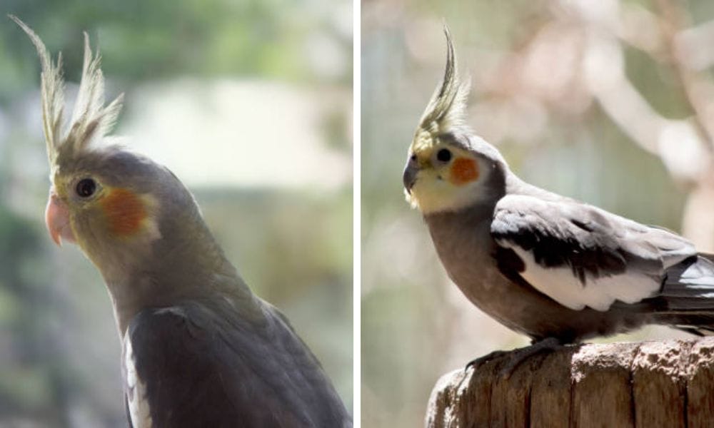 What Do Cockatiels Eat in the Wild? A Guide for Cockatiel Lovers
