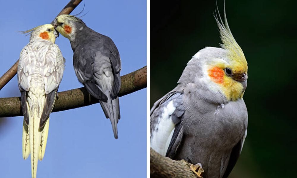 What Do Cockatiels Eat in the Wild? A Guide for Cockatiel Lovers
