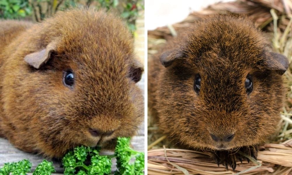 The Curly Charm of Rex Guinea Pig: An In-Depth Guide For Your Piggie