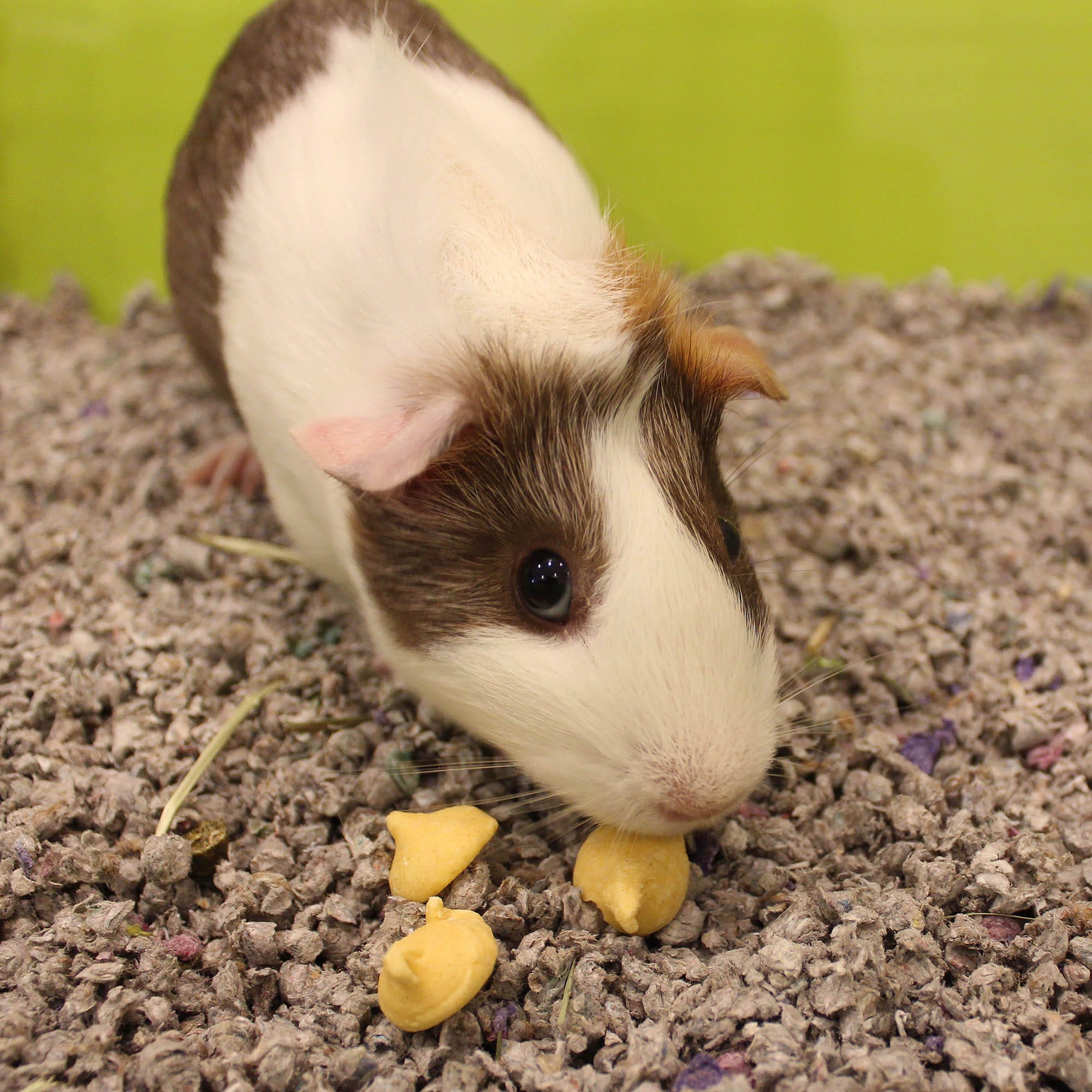 Easy Guinea Pig Treats You Can Make At Home For Your Hairy Pet