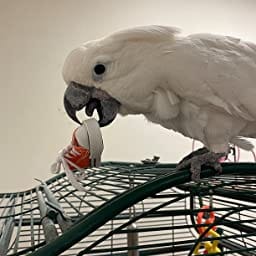 Types of Cockatoo Toys That Will Benefit Your Pet Bird