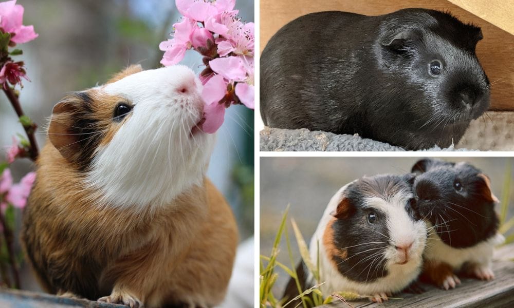 American Guinea Pig: Your Ultimate Guide to a Furry Companion