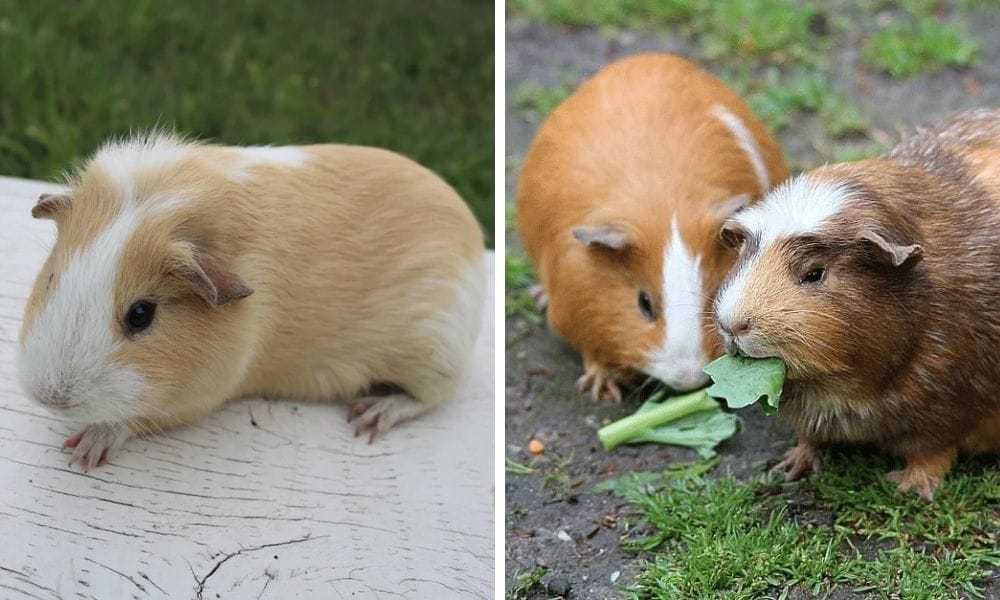 American Guinea Pig: Your Ultimate Guide to a Furry Companion