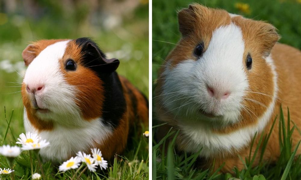 American Guinea Pig: Your Ultimate Guide to a Furry Companion