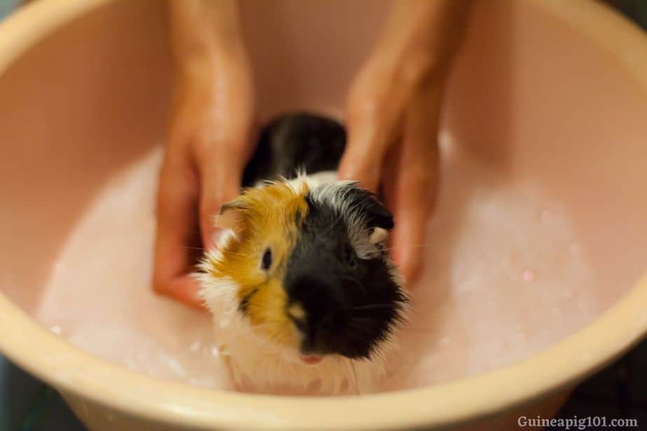 Essential Advice for Choosing the Right Guinea Pig Shampoo for Your Friend