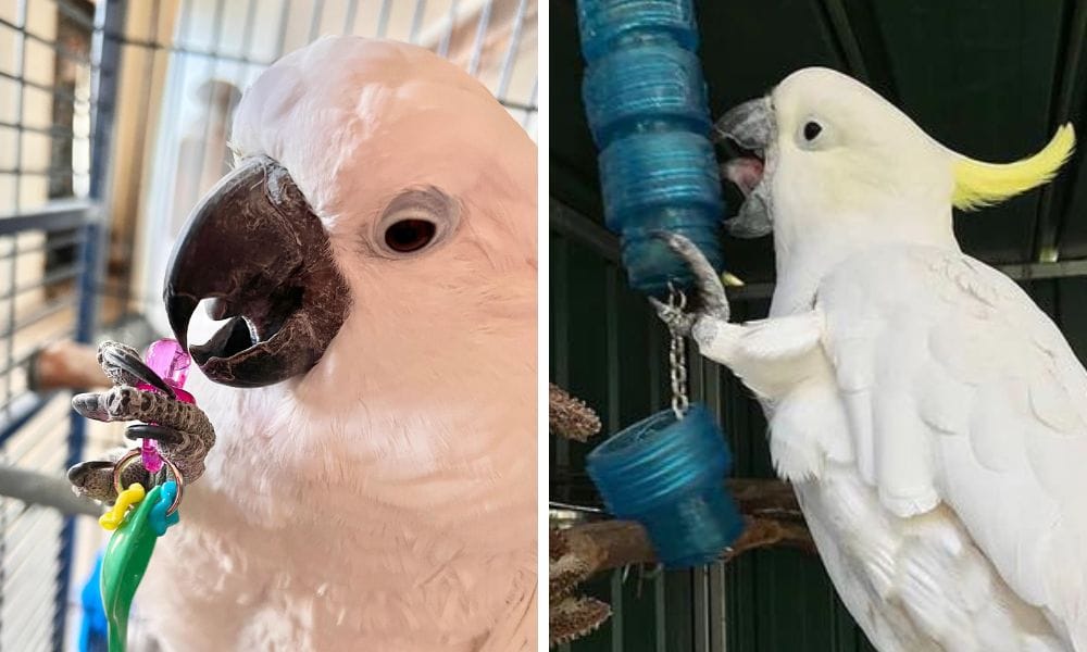 cockatoo bird toys