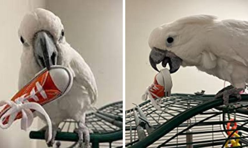 Cockatoo Toys: How to Choose the Right Toys for Your Cockatoo