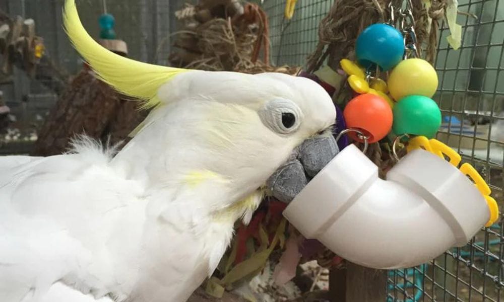 Types of Cockatoo Toys That Will Benefit Your Pet Bird