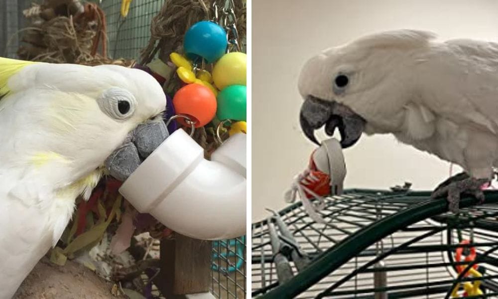 Cockatoo Toys: How to Choose the Right Toys for Your Cockatoo