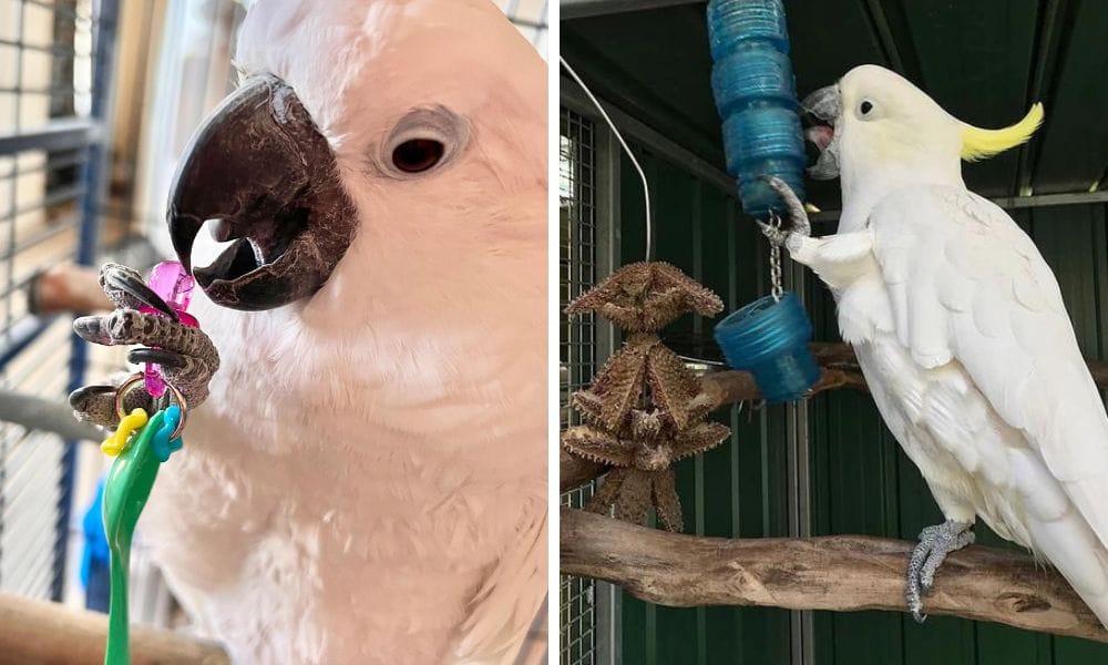 Types of Cockatoo Toys That Will Benefit Your Pet Bird