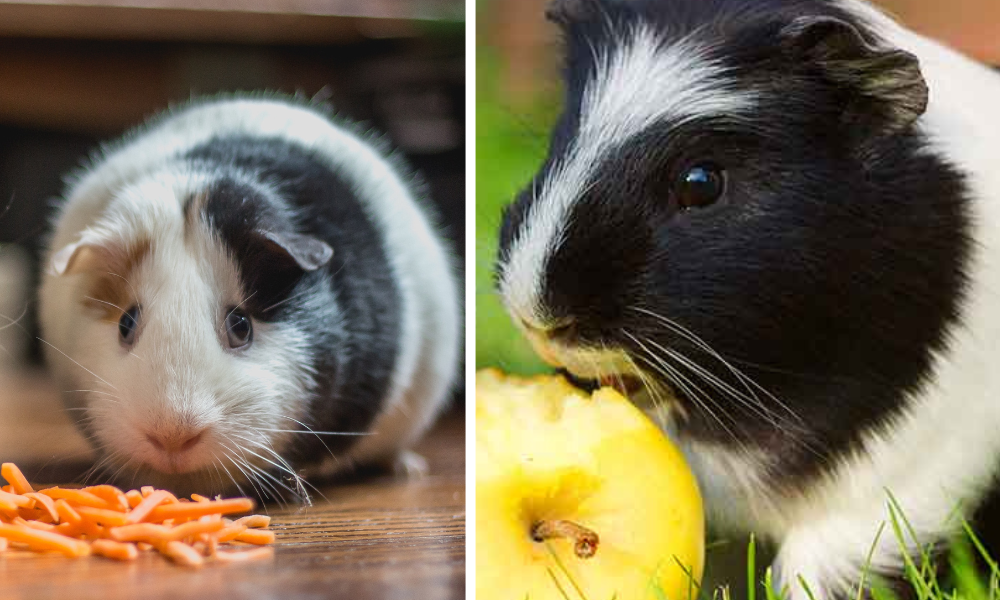 Easy Guinea Pig Treats You Can Make At Home For Your Hairy Pet