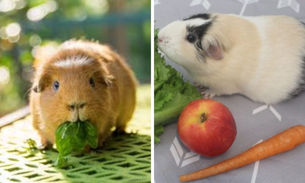 Easy Guinea Pig Treats You Can Make At Home For Your Hairy Pet