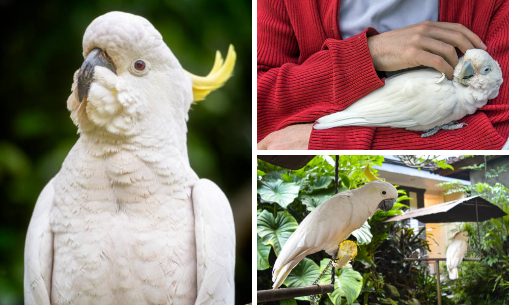 Types of Cockatoo Toys That Will Benefit Your Pet Bird