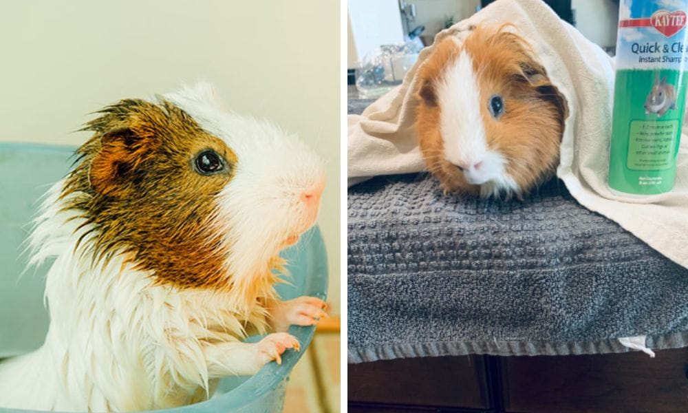 Essential Advice for Choosing the Right Guinea Pig Shampoo for Your Friend