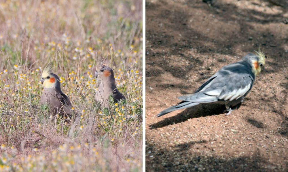 What Do Cockatiels Eat in the Wild? A Guide for Cockatiel Lovers