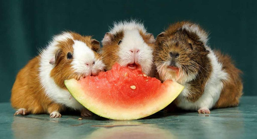 Easy Guinea Pig Treats You Can Make At Home For Your Hairy Pet
