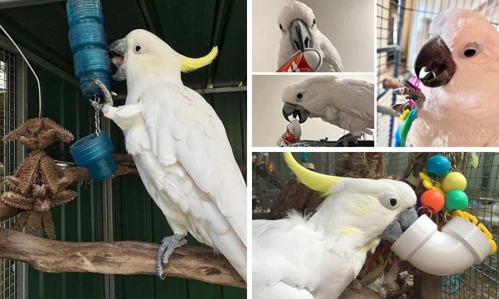 Cockatoo Toys: How to Choose the Right Toys for Your Cockatoo