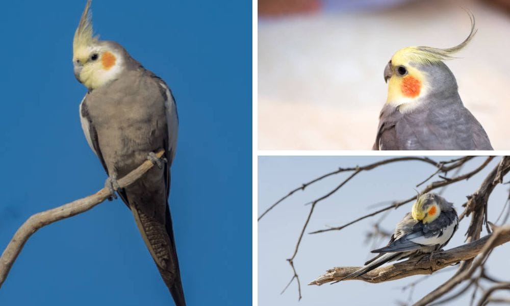 What Do Cockatiels Eat in the Wild? A Guide for Cockatiel Lovers