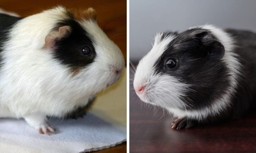 American Guinea Pig: Your Ultimate Guide to a Furry Companion