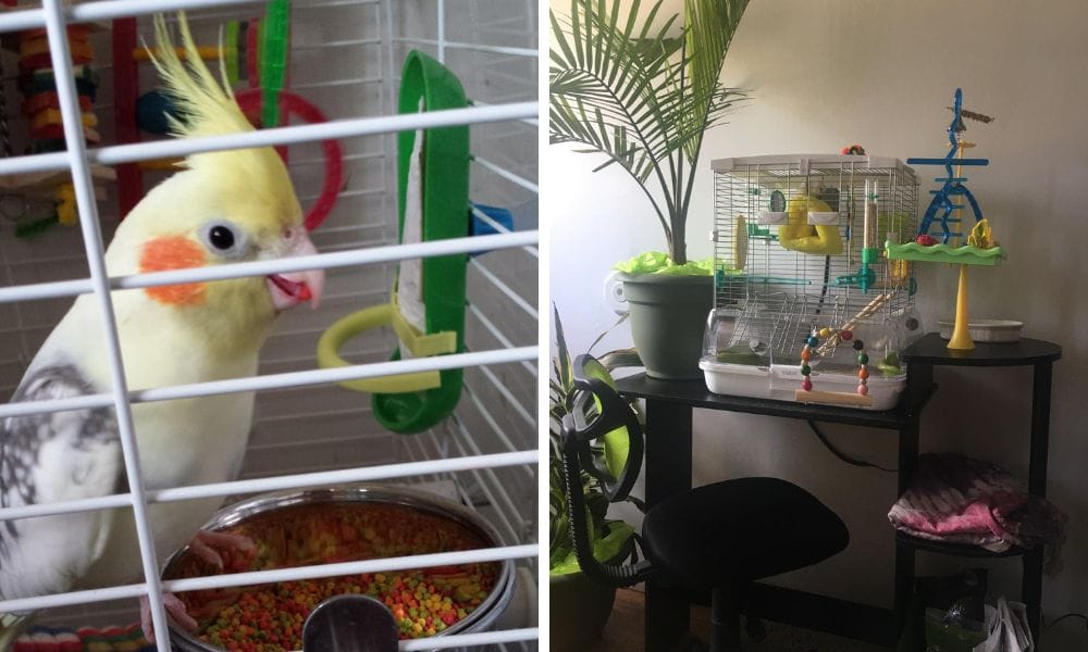 Everyday feeding for Cockatiels, Quakers, Lovebirds, Small Conures and other medium birds