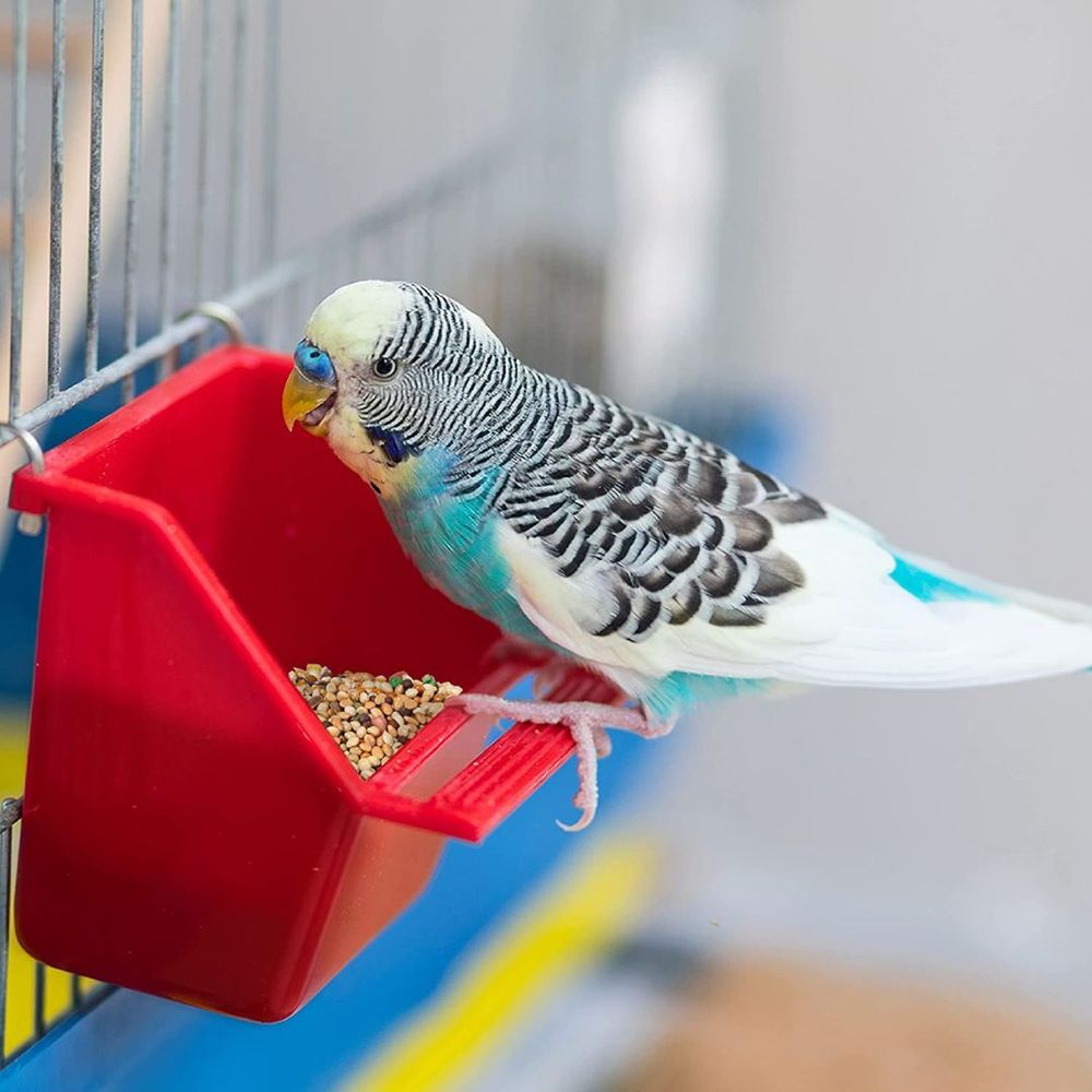 Discover 5 Best of Parakeet Millet A MustHave Birdseed for Happy and Healthy Parakeets!