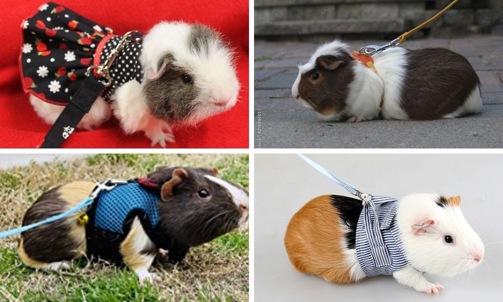 Top 3 Guinea Pig Leashes for 2023