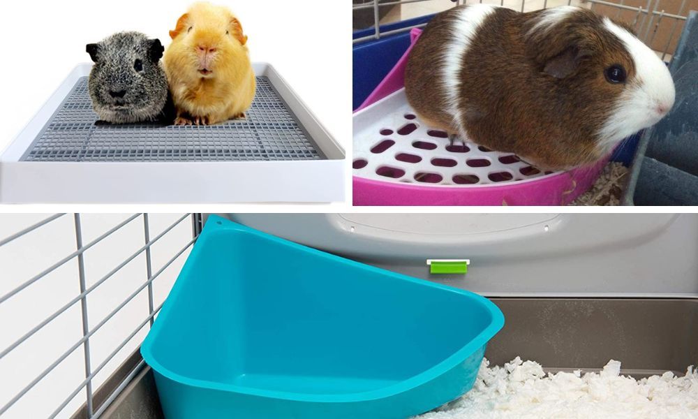 Top 5 Best Guinea Pig Litter Boxes of 2023