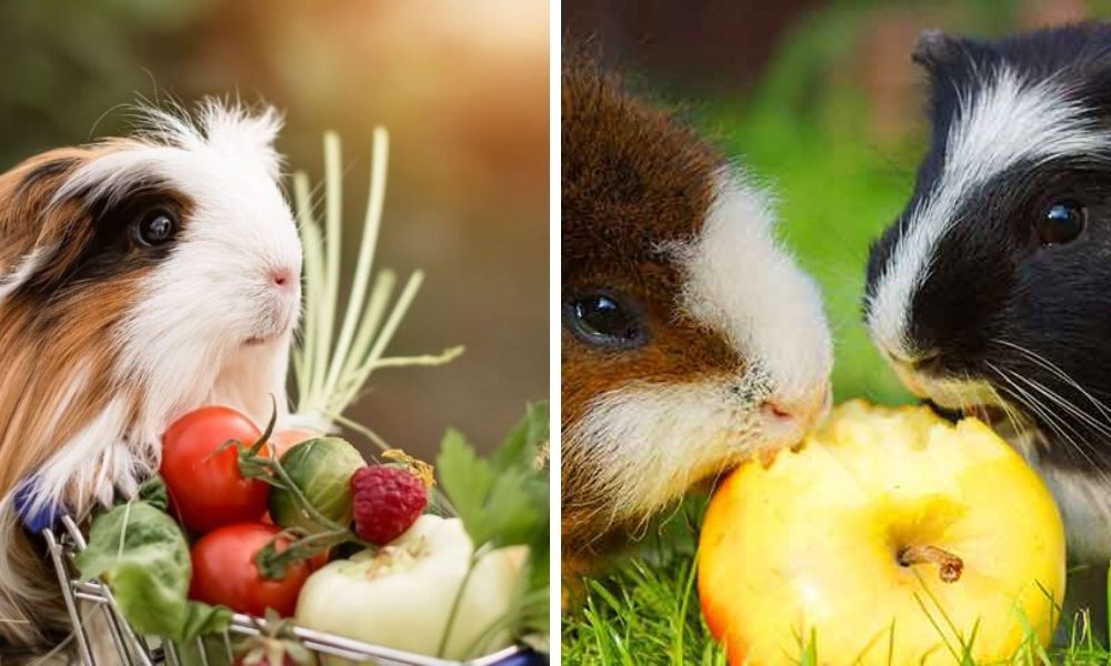 What Is Guinea Pigs Favorite Fruit?